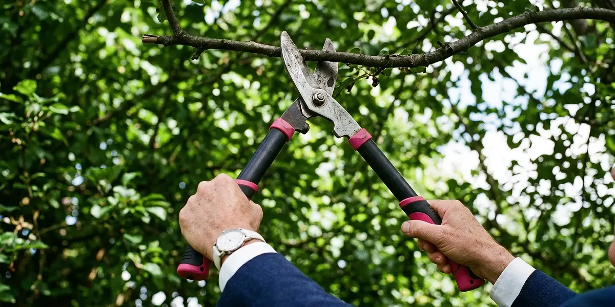 Pruning as Leadership: Why Not Everything Should Stay